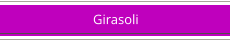 Girasoli